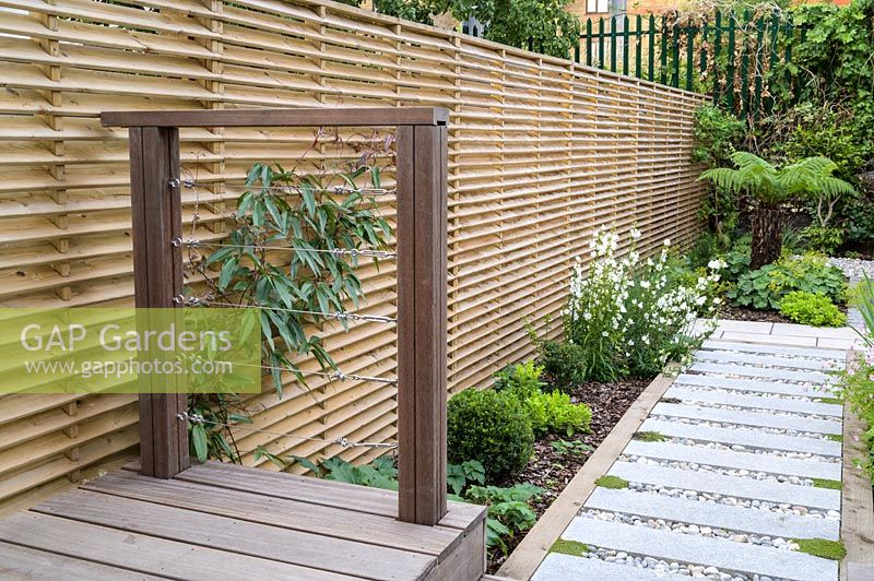 View of small, modern garden in London with Dicksonia antarctica and wooden shed, by Earth Designs.
