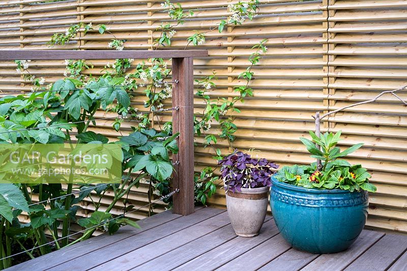 Wooden decking with pots and climbing Trachelospermum jasminoides - Star Jasmine growing up fence in small, London garden. By Earth Designs. 