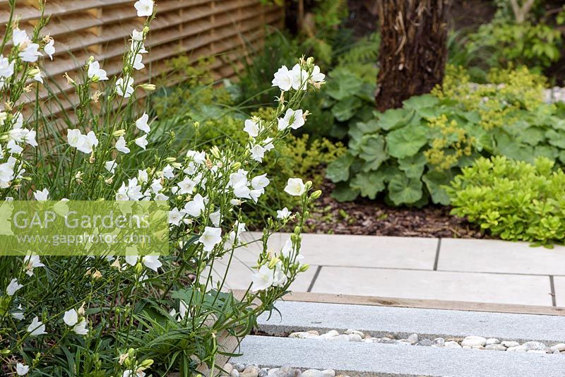 Campanula flowering by paved pathway in small, modern, London garden. By Earth Designs. 