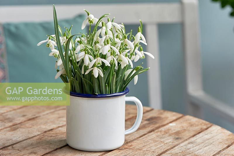 Galanthus - Snowdrops in a white enamel cup on a wooden table against a light-blue background. 