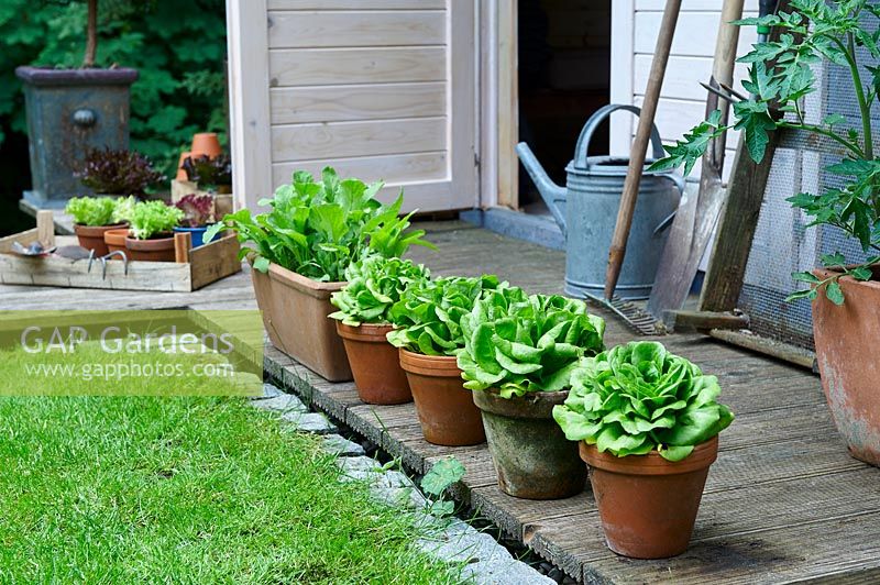 Row of container-grown salad crops stand on decking outside garden shed. 