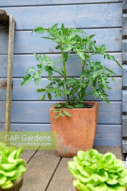 Tomato plant growing in tall terracotta pot on terrace by shed. 
