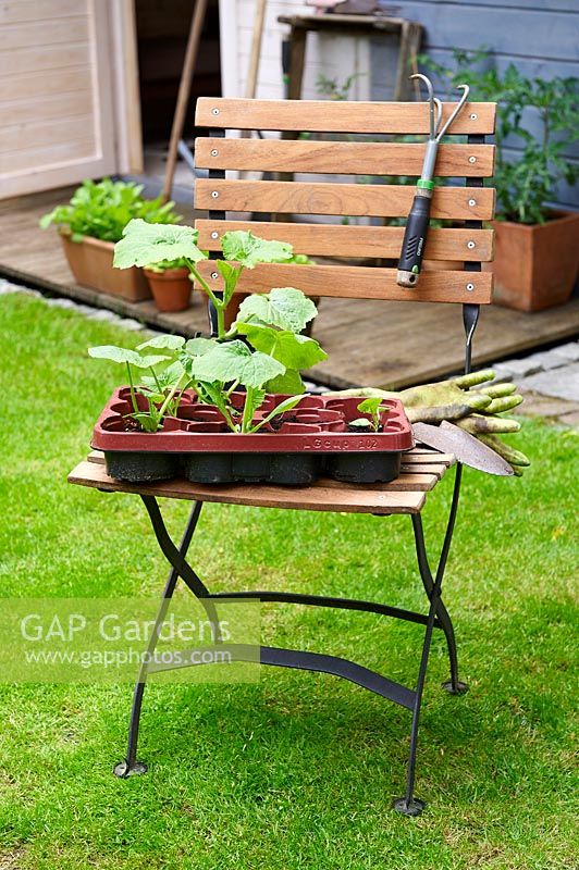 Young pumpkin plants on a wooden chair waiting for planting. 
