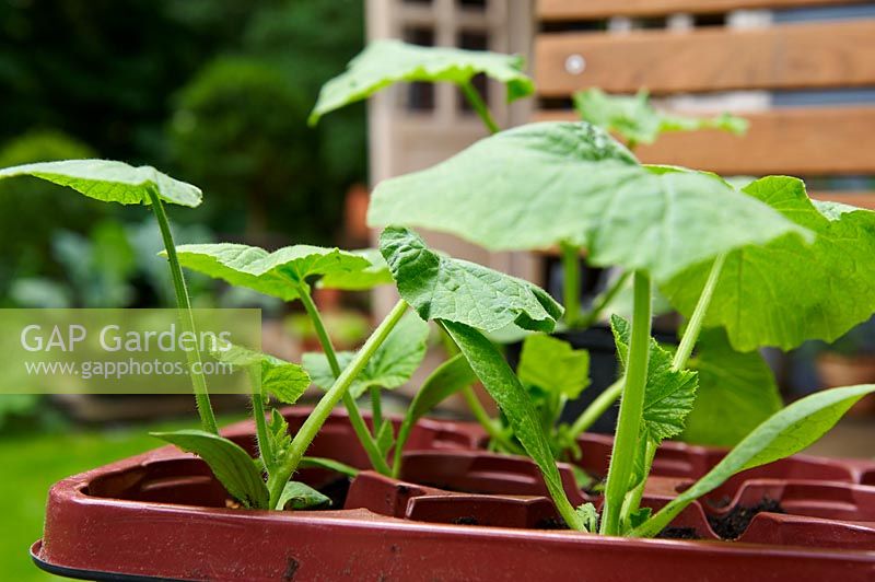 Young pumpkin plants in a seed box waiting for planting. 