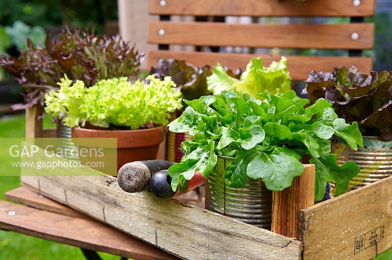 Lettuce growing in different pots in a wooden box on a chair