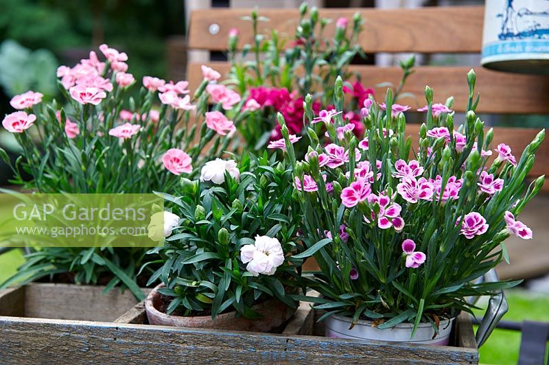 Mixed Dianthus planted in small pots in a wooden box 