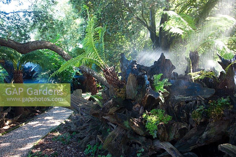 At Malverleys, the sun light catches the water droplets of the misting system which has been installed in the stumpery to keep plants including ferns such as Dicksonia antarctica and Dryopteris filix-mas and moss, moist.
