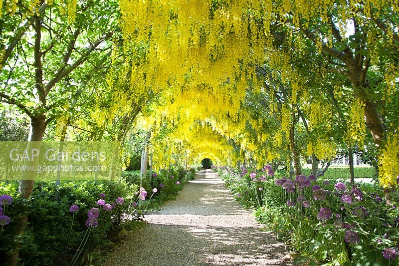 The long Laburnum arch is planted with Laburnum x watereri 'Vossii' with Allium underneath, Malverleys, Hampshire, UK.