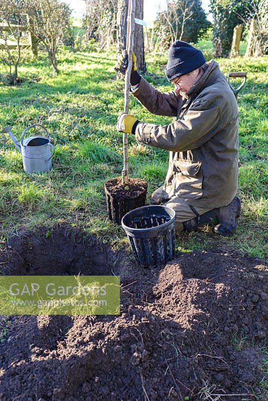 Man planting Mespilus germanica 'Royal' - Medlar tree in January.
