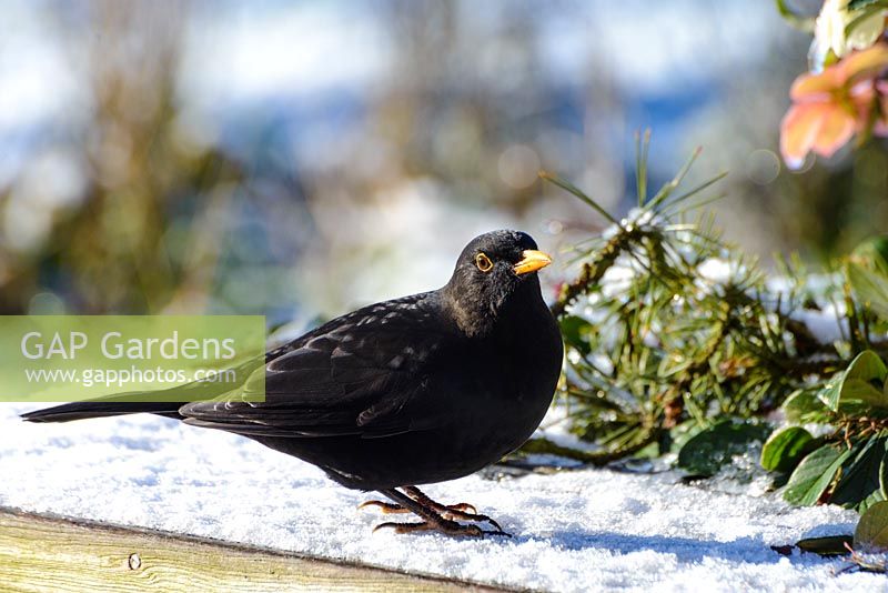 Turdus merula - Male blackbird - on a garden table with frost and snow 