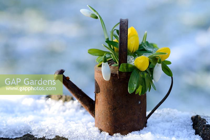Galanthus - Snowdrops and Eranthis hyemalis - Winter Aconites in a rusted metal miniature watering can in the snow.
