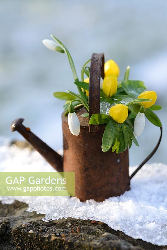 Galanthus - Snowdrops and Eranthis hyemalis - Winter Aconites in a rusted metal miniature watering can in the snow.
