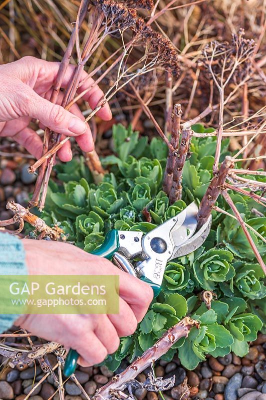 Woman using secateurs to cut back Hylotelephium Herbstfreude Group 'Herbstfreude' - Stonecrop 'Herbstfreude' syn. Sedum 'Autumn Joy' in Spring. 