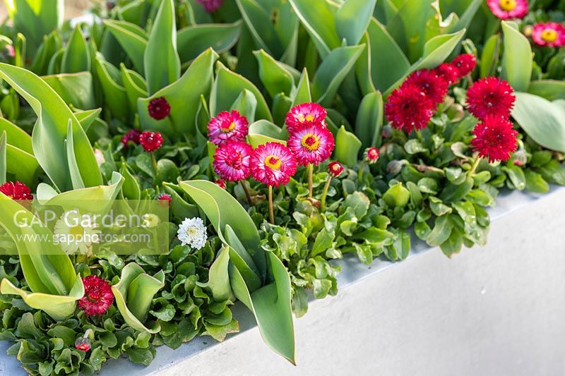 Galvanised container with emerging tulips and flowering Bellis perennis 'Carpet' in Spring.