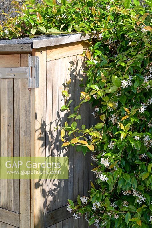 Trachelospermum jasminoides - Star jasmine climbs alongside wooden storage shed in modern, north London garden by Earth Designs. 

