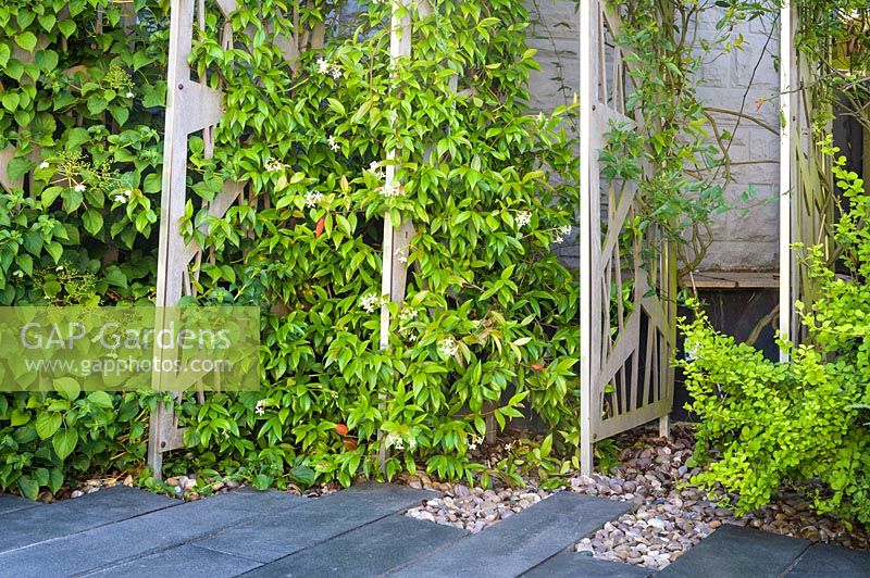 Decorative screens support climbing Trachelospermum jasminoides  in modern Garden in North London by Earth Designs.
