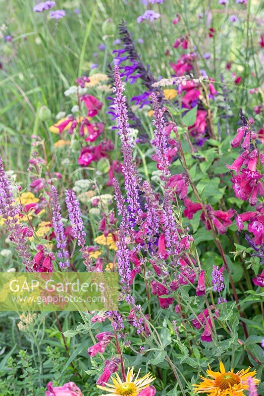 Border with colourful perennials including Salvia nemorosa 'Amethyst' and Penstemon 'Raven'. The Cancer Research UK Pledge Pathway to Progress, Hampton Court Flower Festival, 2019.