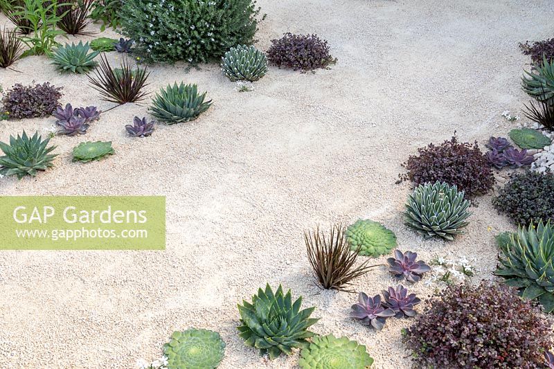 View of desert-like sand path surrounded by Yucca rostrata, Dasylirion wheeleri and Echeveria 'Duchess of Nuremberg'. The Winton Beauty of Mathematics Garden. The RHS Chelsea Flower Show, 2016. Sponsor: Winton.
