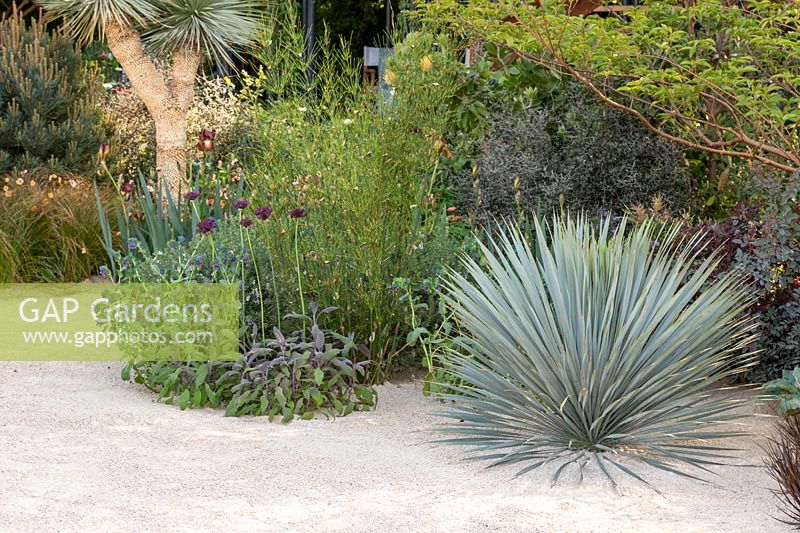 Yucca rostrata. The Winton Beauty of Mathematics Garden. The RHS Chelsea Flower Show, 2016. Sponsor: Winton.