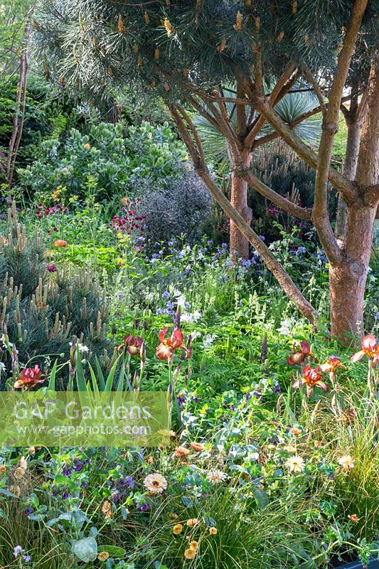 Pinus sylvestris 'Glauca' underplanted with mediterranean plants. The Winton Beauty of Mathematics Garden. The RHS Chelsea Flower Show, 2016. Sponsor: Winton.
