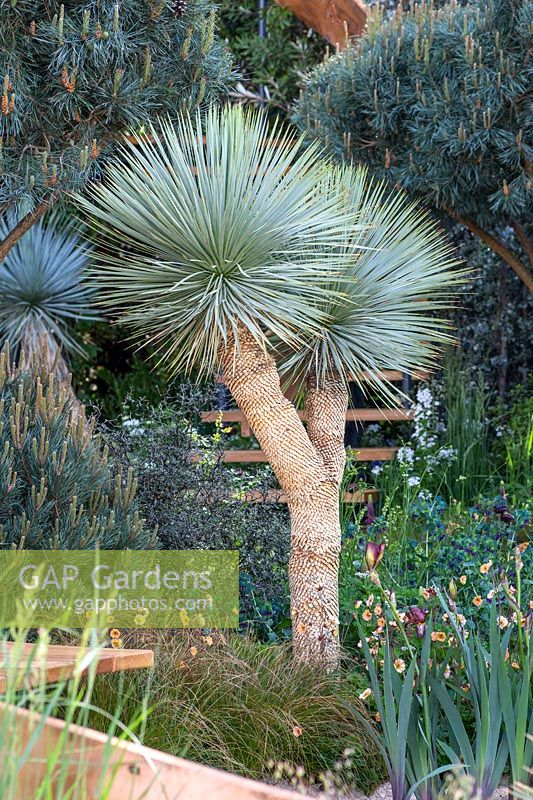 Yucca rostrata - Beaked Yuccain in The Winton Beauty of Mathematics Garden. The RHS Chelsea Flower Show, 2016. Sponsor: Winton.
