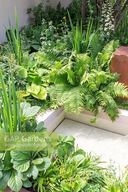 Rodgersia 'Irish Bronze' and Ferns on the edge of limestone waterfeature in Garden of Mindful Living Garden, The RHS Chelsea Flower Show, 2016. Designer: Paul Martin - Sponsor: Vestra Wealth LLP 