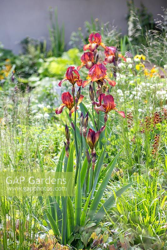 Iris germanica 'Kent Pride' with Tellima grandiflora in Garden of Mindful Living, The RHS Chelsea Flower Show, 2016. Designer: Paul Martin - Sponsor: Vestra Wealth LLP. 