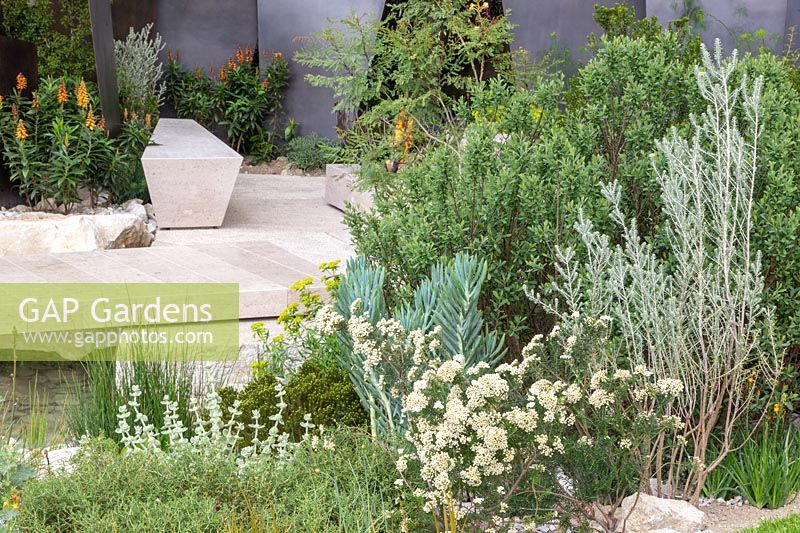 View of stone patio and seating, with planting of Isoplexis canariensis - Canary Island foxglove. RHS Chelsea Flower Show, 2016. Designer: Andy Sturgeon - Sponsor: The Telegraph. 