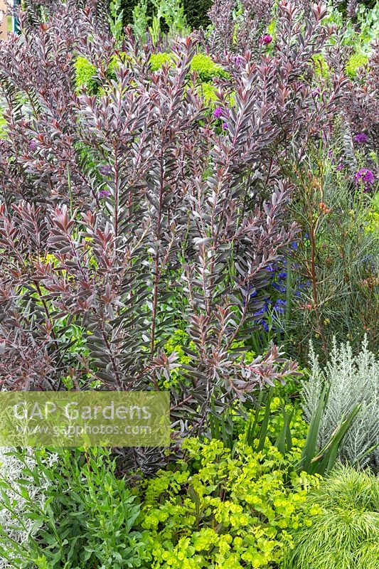 Leucadendron 'Burgundy Sunset' in The Husqvarna Garden. RHS Chelsea Flower Show. Designer: Charlie Albone. Sponsor: Husqvarna