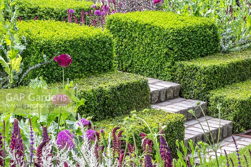 View of stone steps with clipped Buxus sempervirens hedges. The Husqvarna Garden. RHS Chelsea Flower Show, 2016. Designer: Charlie Albone. Sponsor: Husqvarna.

