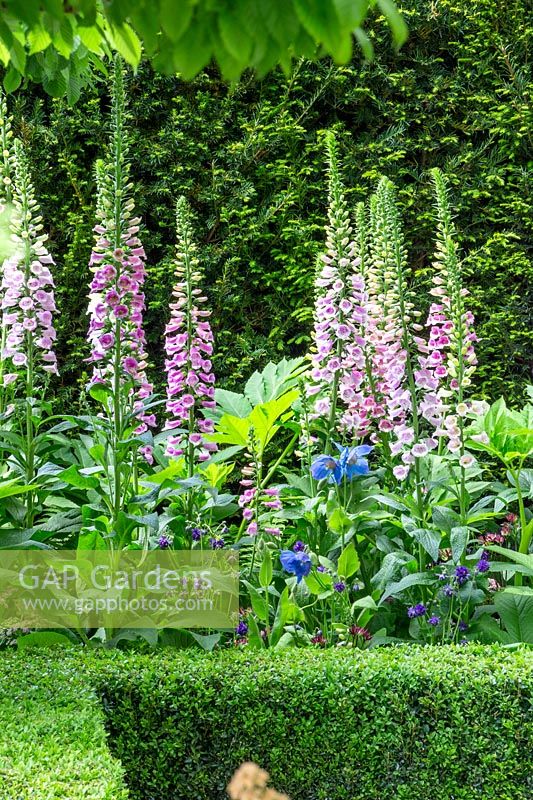 Digitalis purpurea in The Husqvarna Garden. RHS Chelsea Flower Show, 2016. Designer: Charlie Albone. Sponsor: Husqvarna.
