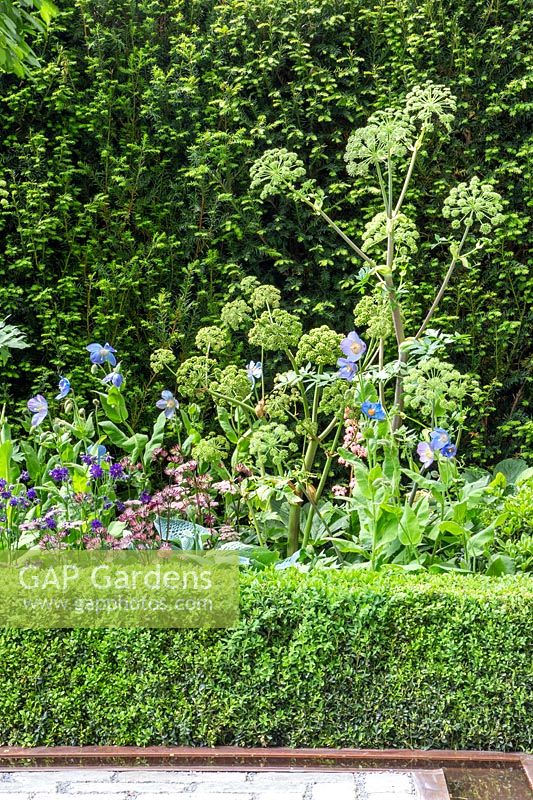 Planting combination with Angelica archangelica and Meconopsis in The Husqvarna Garden. RHS Chelsea Flower Show, 2016. Designer: Charlie Albone. Sponsor: Husqvarna.
