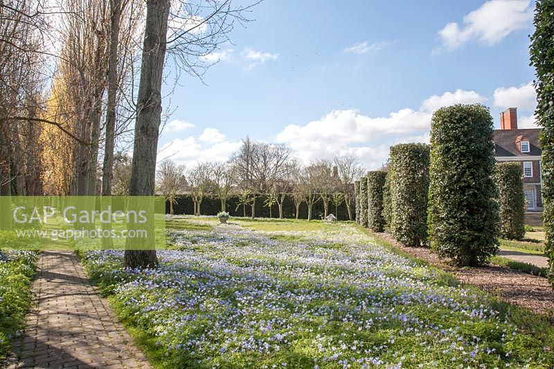 Anemone blanda - Windflower carpets a lawn separating a Poplar walk and cylinder-topiary Quercus Ilex. Garden designed by Gertrude Jekyll and Edwin Lutyens.