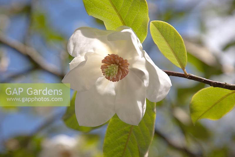 Flower of Magnolia sieboldii - Chinese Magnolia 