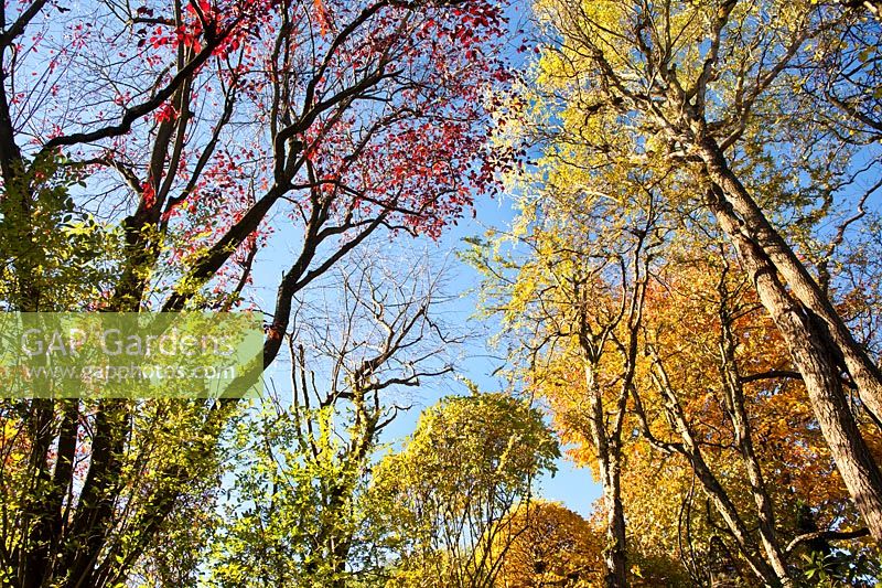 Treetops in autumn. 