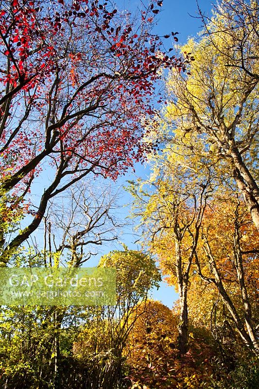 Treetops in autumn.
