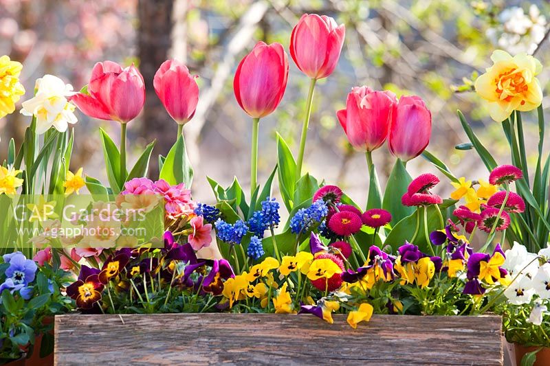 Spring flowers in wooden box including pansies, daffodils, tulips, Bellis and Muscari 