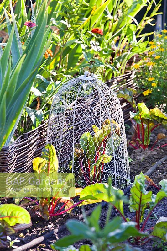 Wire cloche to protect vegetables from pests like birds and rabbits. 