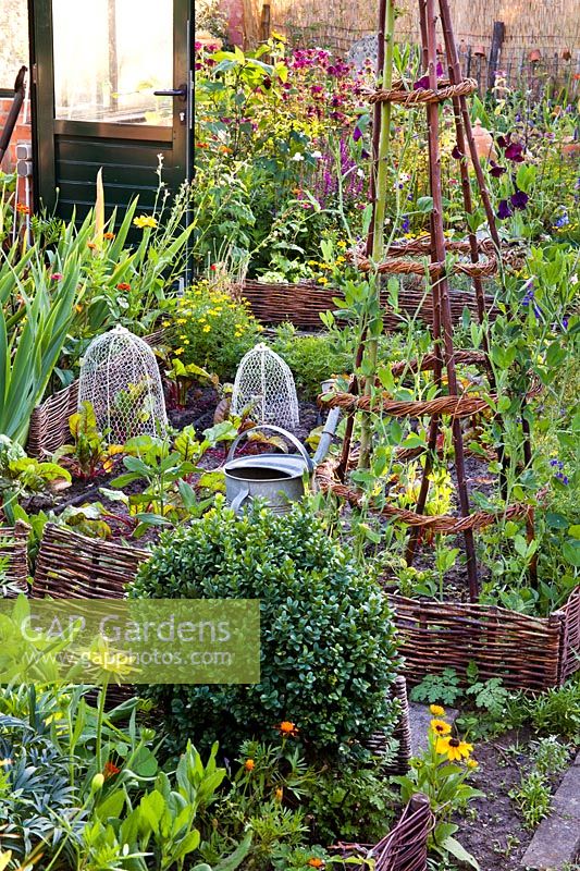 Small vegetable plot with decorative willow edging, obelisk and wire cloches to protect from animals such as birds and rabbits.