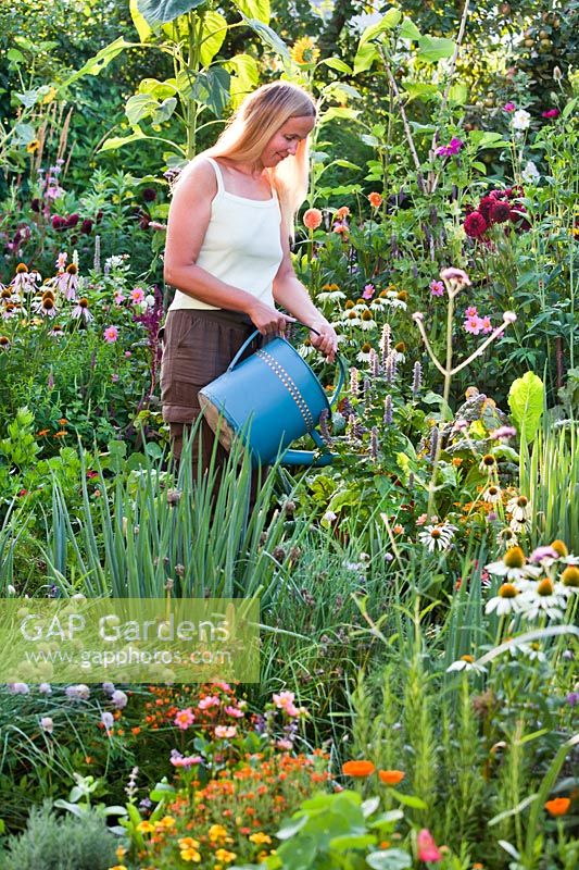 Woman watering in vegetable garden.
