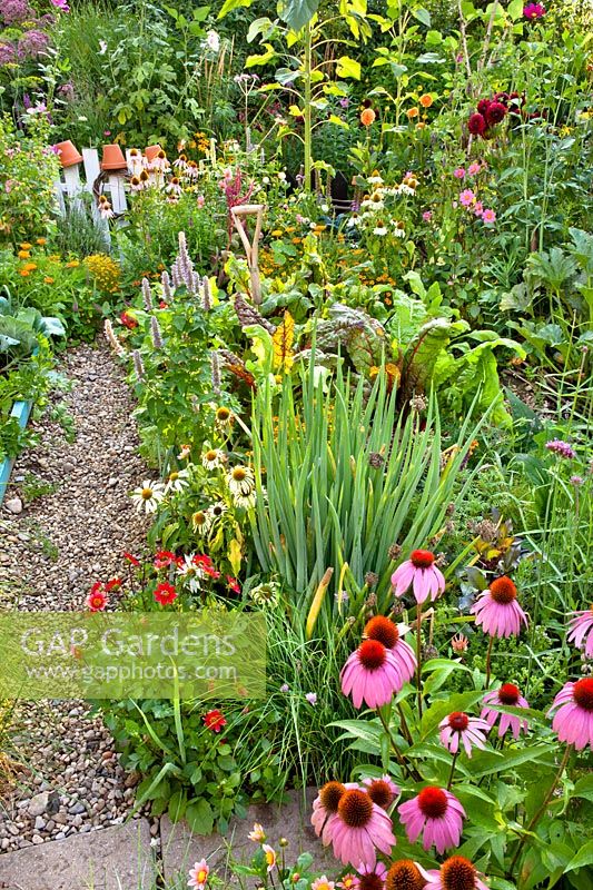 Allium fistulosum - perennial onion in mixed bed with Echinacea 'White Swam', Dahlia 'Topmix red', Agastache 'Blue Fortune' and Beta vulgaris cicla - swiss chard.