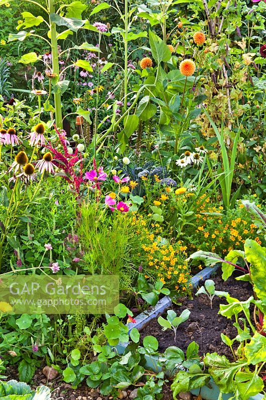 Annual and perennial flowers edging a vegetable plot.