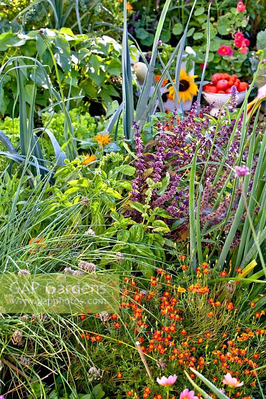 Herb bed with green and purple basil, chives and signet marigold.