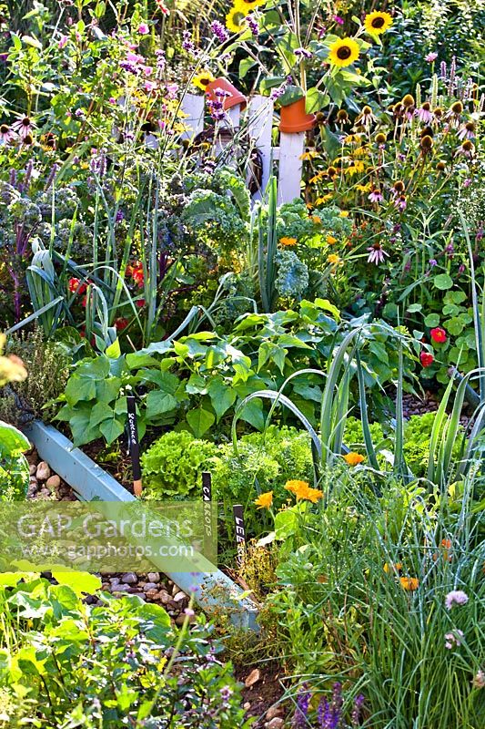 Mixed bed in vegetable garden 