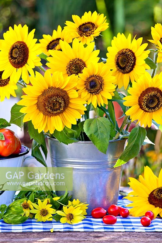 Sunflower bouquet in a bucket.