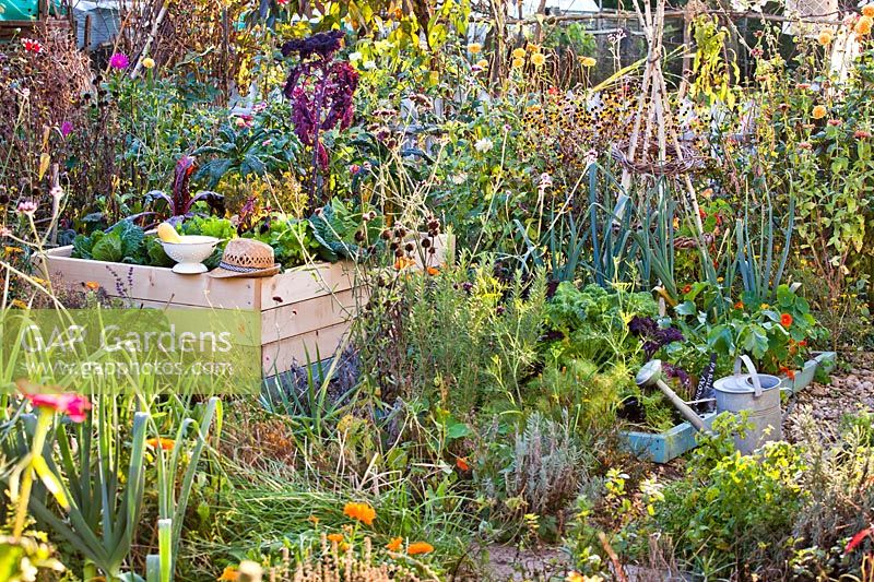 Vegetable garden with companion planting