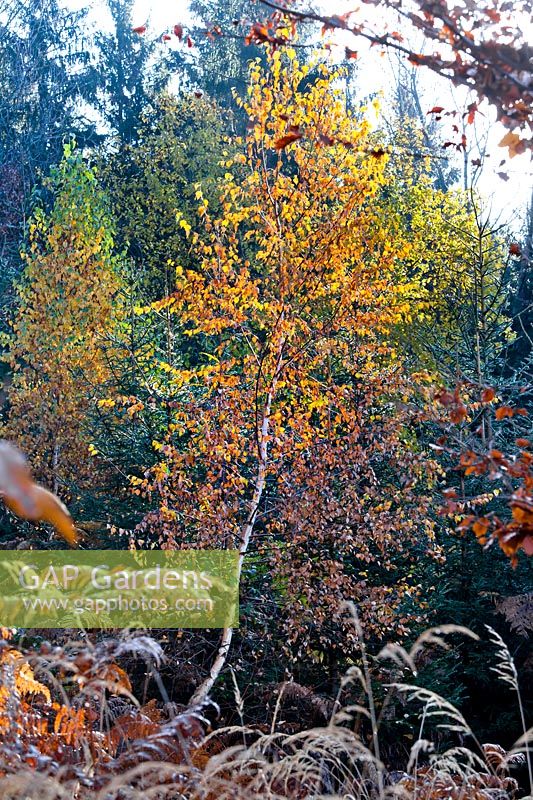 Betula pendula - Silver birch in November.