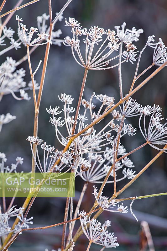 Foeniculum - Fennel with frost.