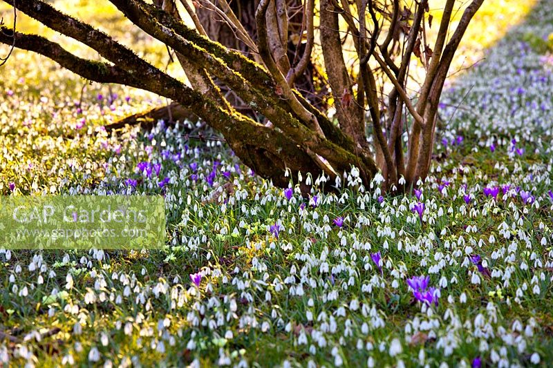 Galanthus - Snowdrops and Crocus in late winter.