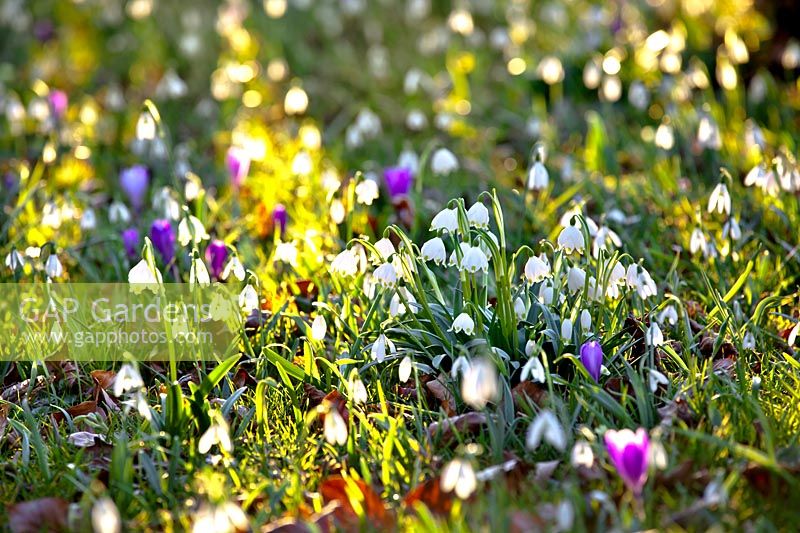 Wild flower meadow with snowdrops, snowflakes and crocus in late winter.